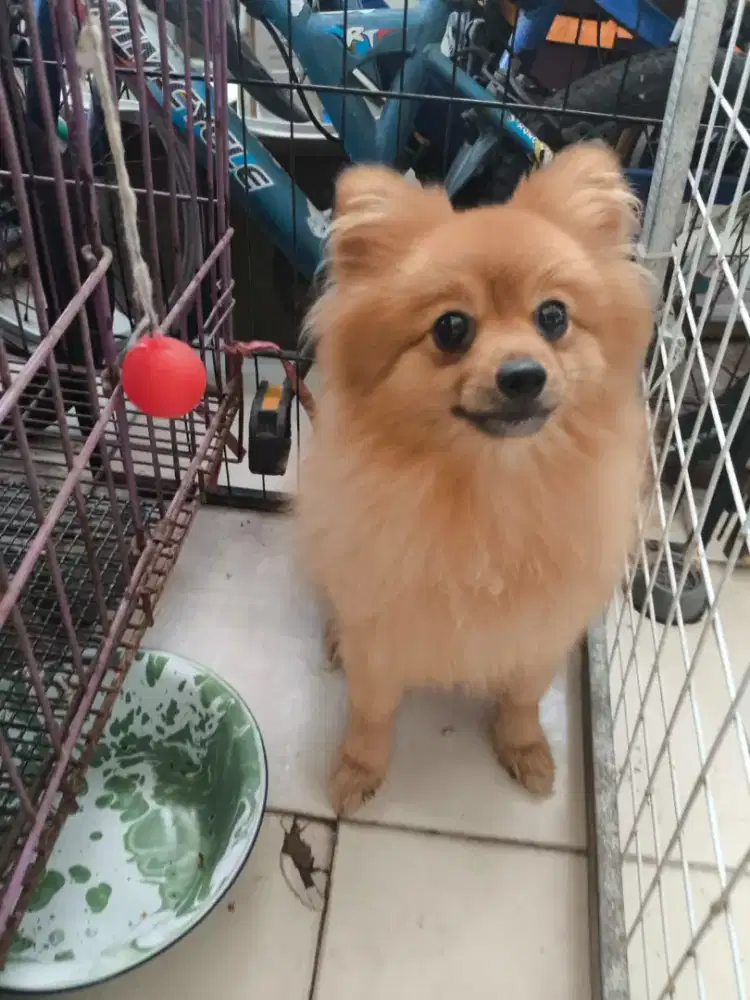 Jual Anjing Pom Stambum lengkap