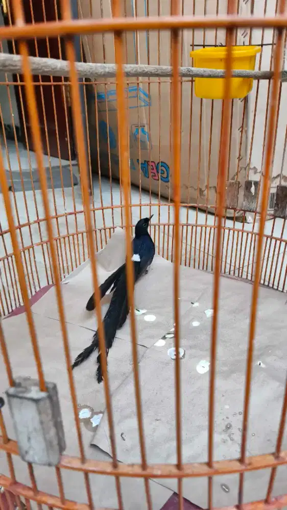 Murai Batu Ekor Panjang Klewer ±30cm Dan Ekor Panjang Lainnya