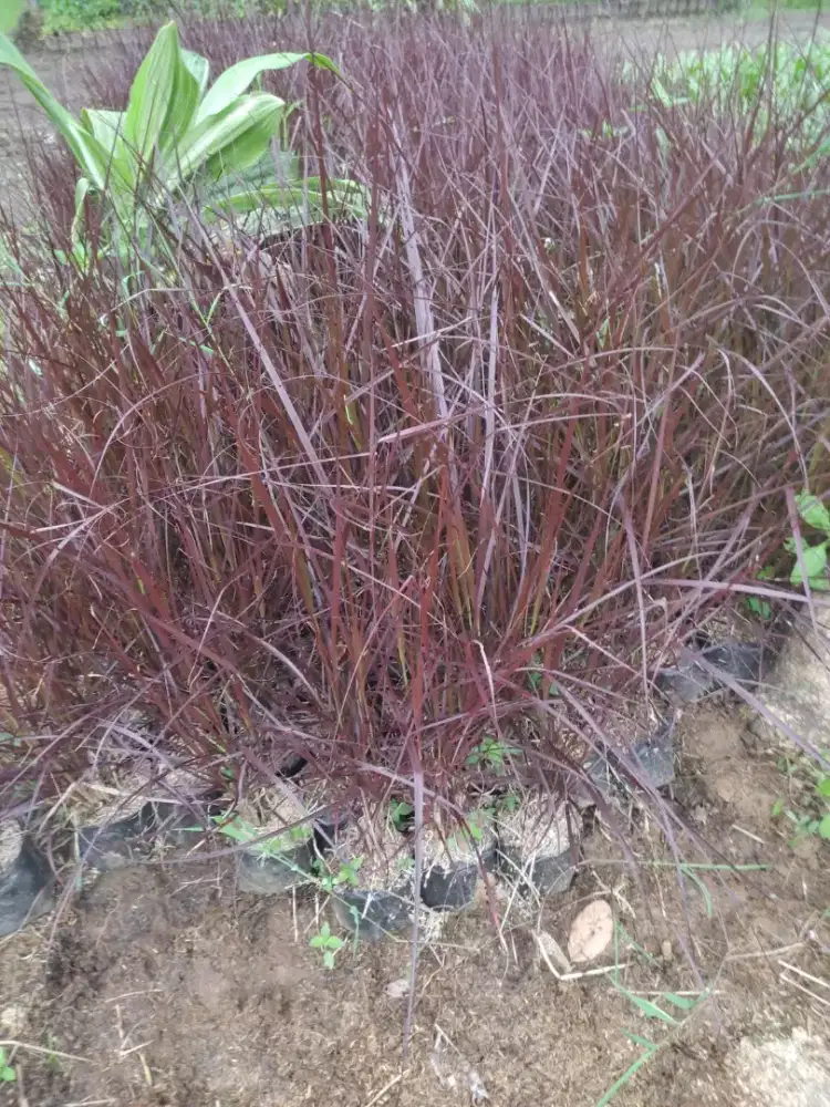 Pohon Lovegress / Alang Merah