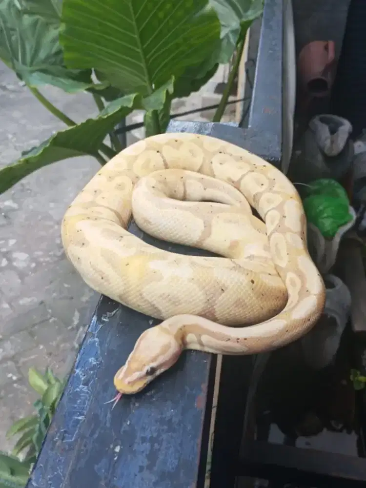 Ballpython Banana Pastel