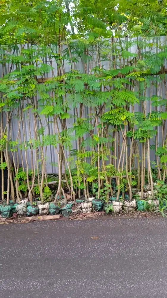 Pohon Pelindung, Flamboyan Bunga Merah