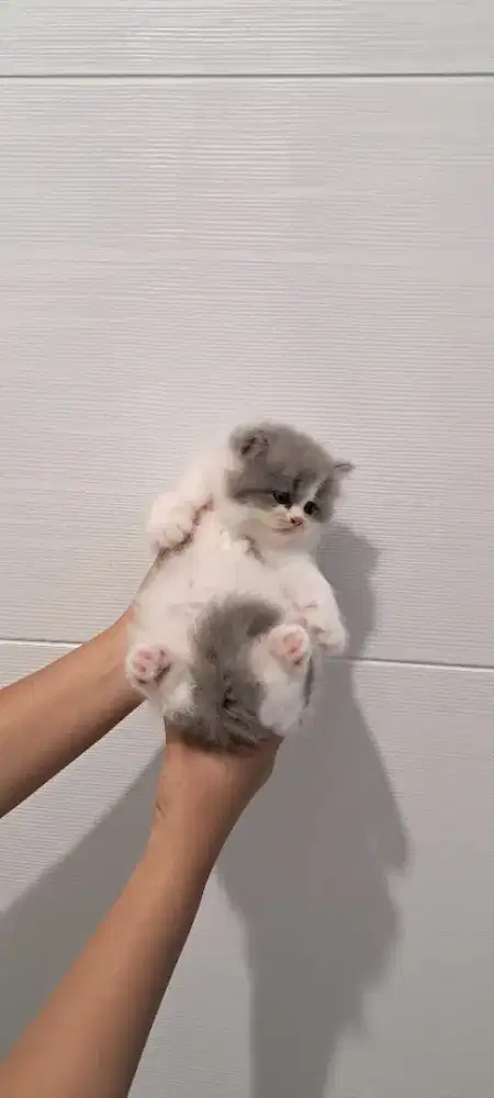 Open Adopsi Kucing Kitten Persia