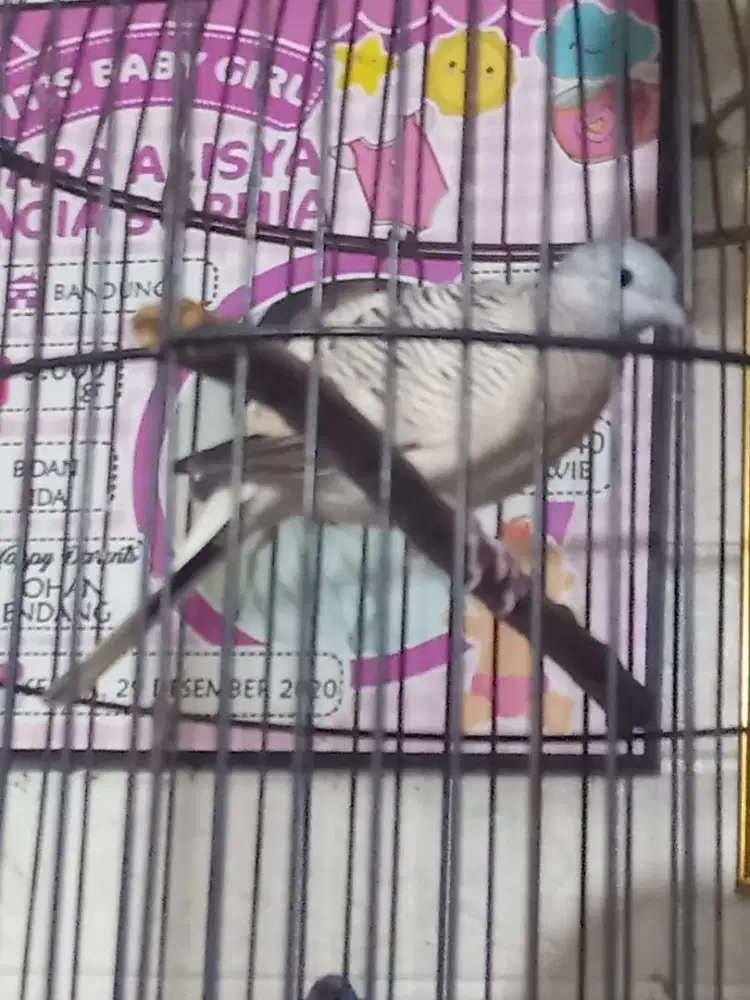 Burung perkutut Golden