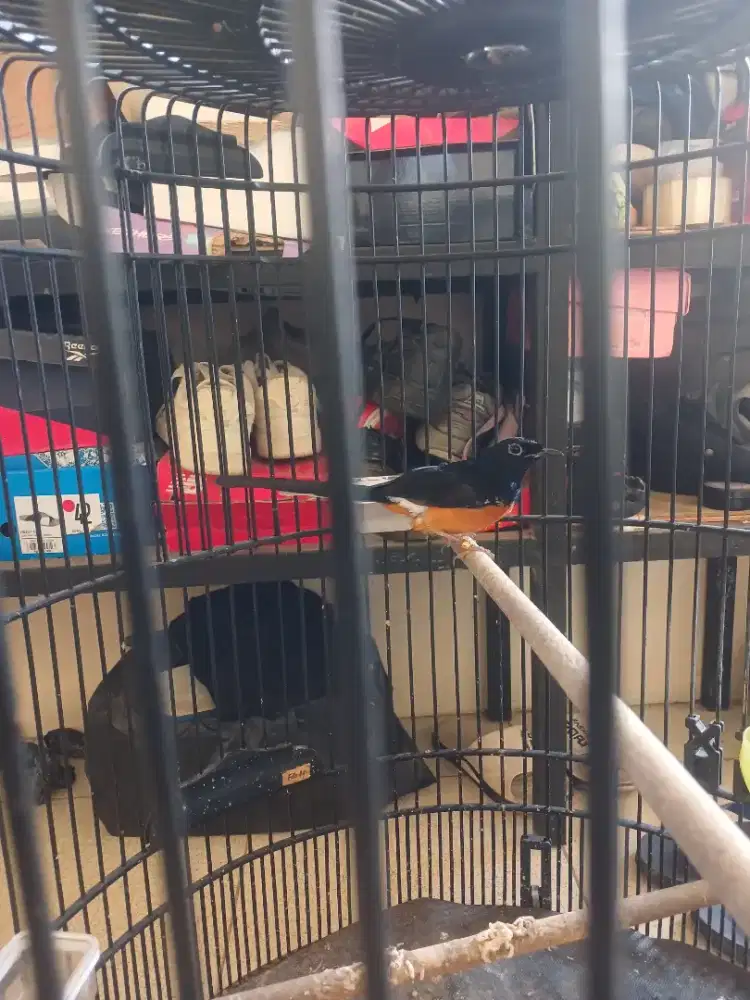 Jual BU siapa cepat dia dapat