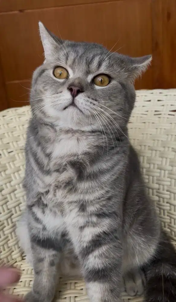 British Shorthair [BSH]