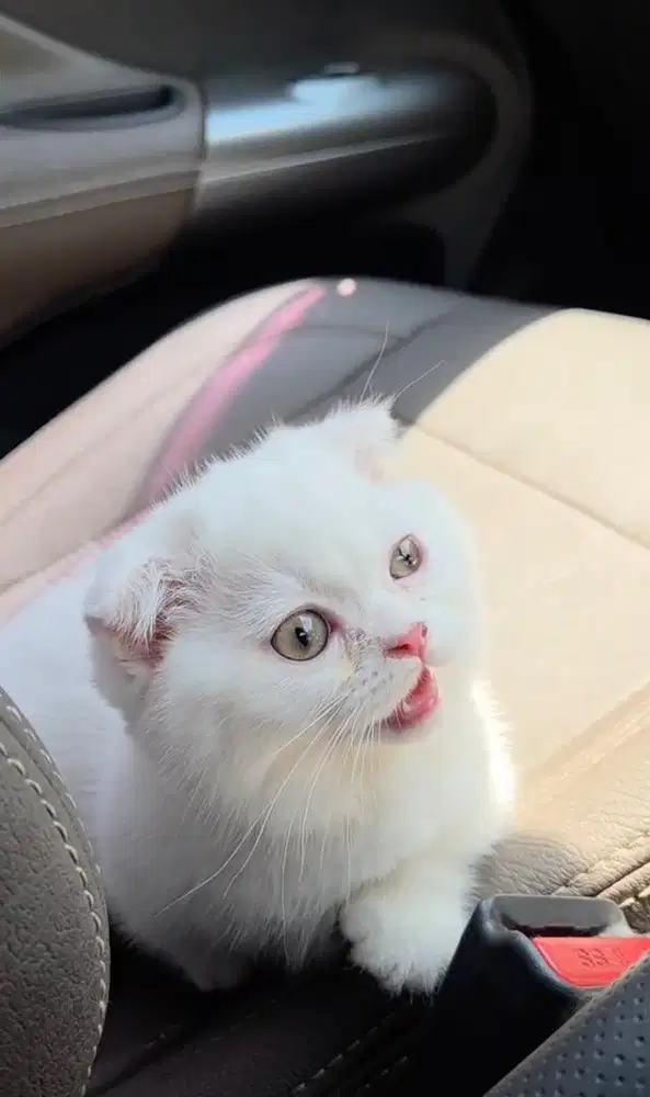 Gaelic Munchkin Fold