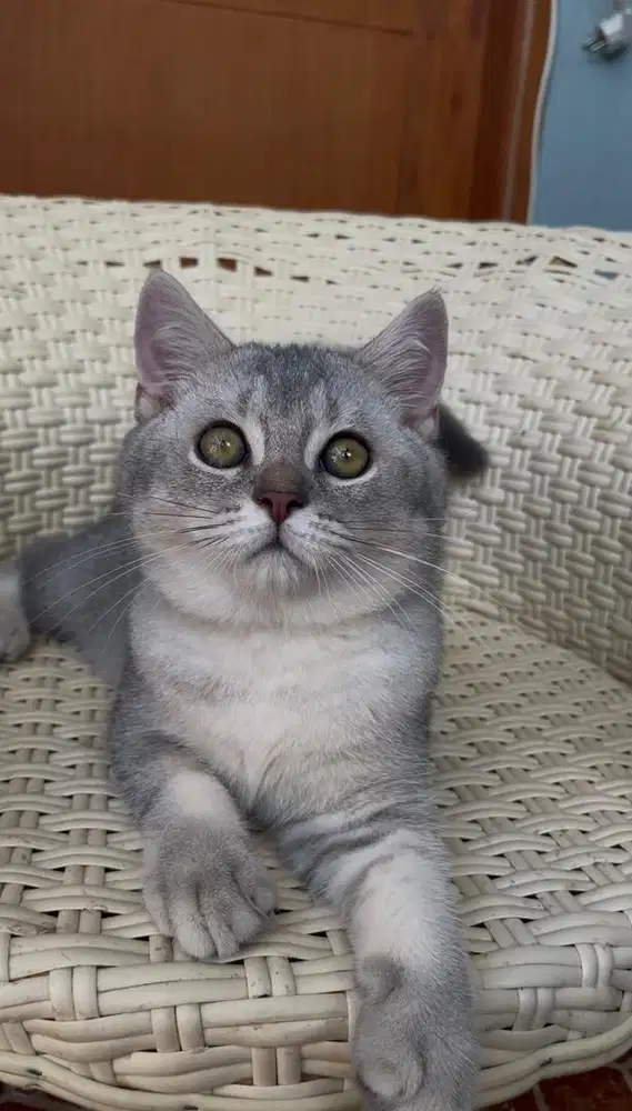 British Shorthair [BSH] Silver