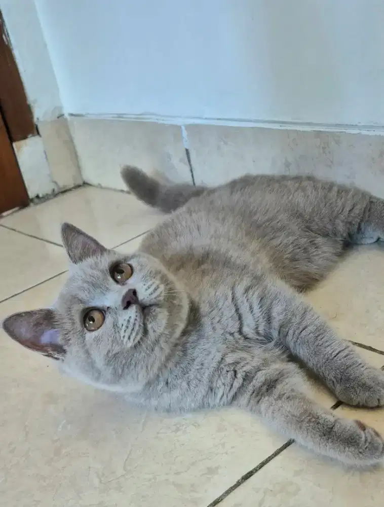Kucing BSH (Brithis Short Hair)