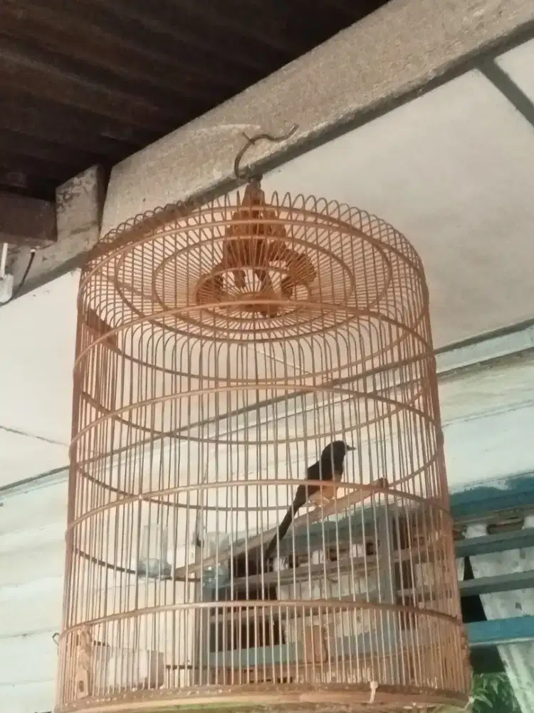 Jual burung murai batu fullset+kerodong