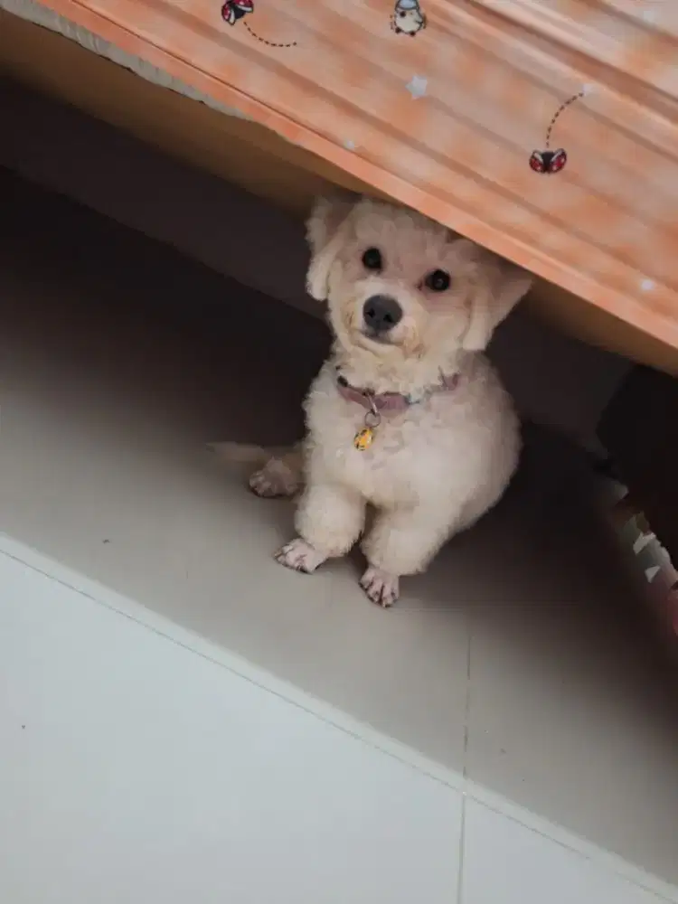 Dijual Anjing Bichon Frise Stambum Jantan Pinter Lucu Lincah