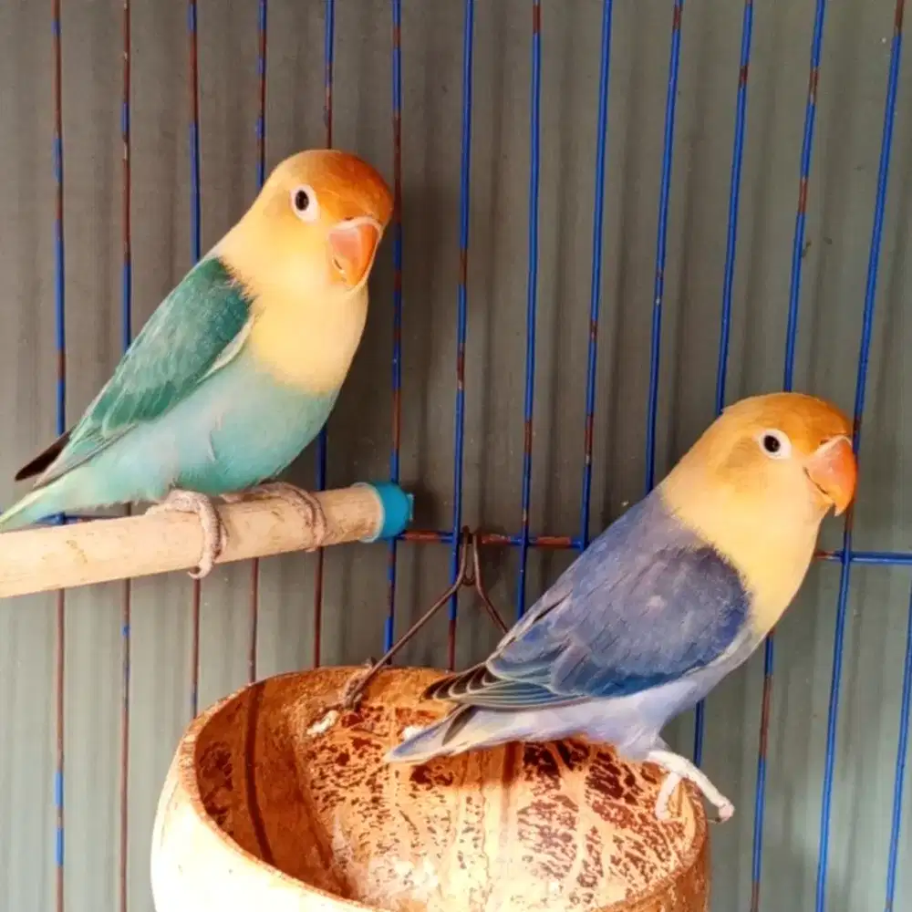 Lovebird Biola Parblue Violet dan Blue