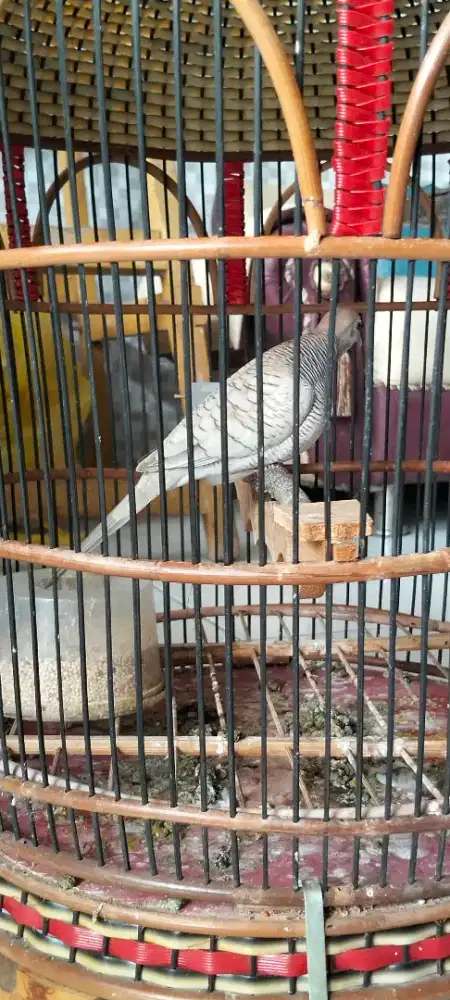 Jual burung perkutut jantan gacor sdh mbekur2 murah