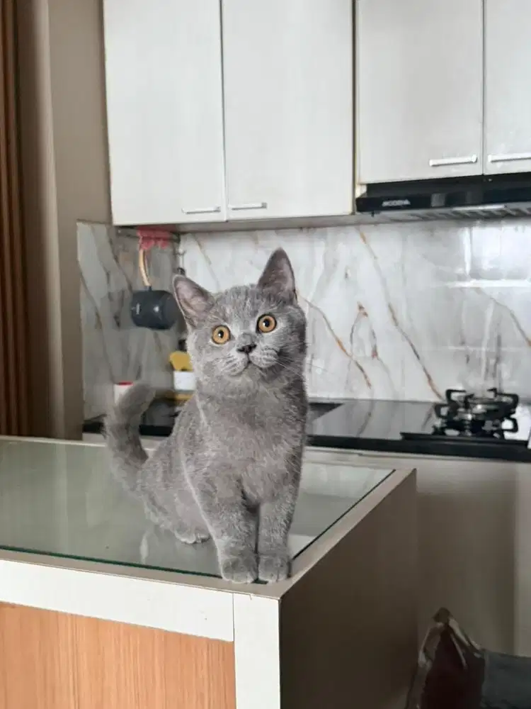 BSH British short hair