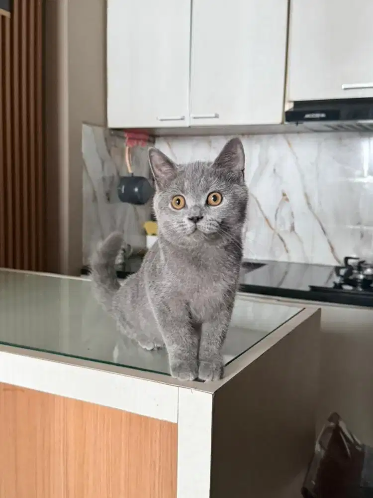 British short bair BSH blue solid