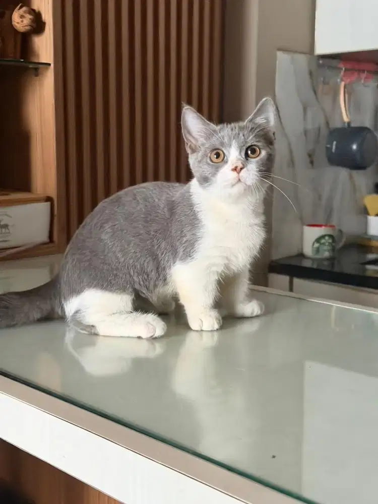 Munchkin BSH British short hair