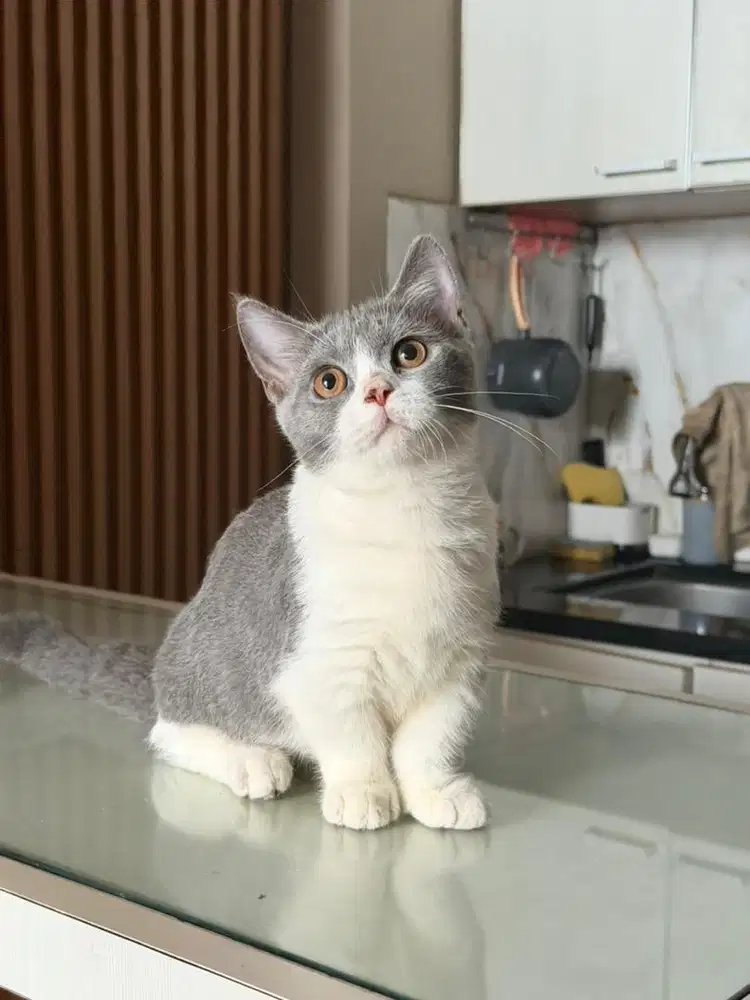 Munchkin BSH bicolor