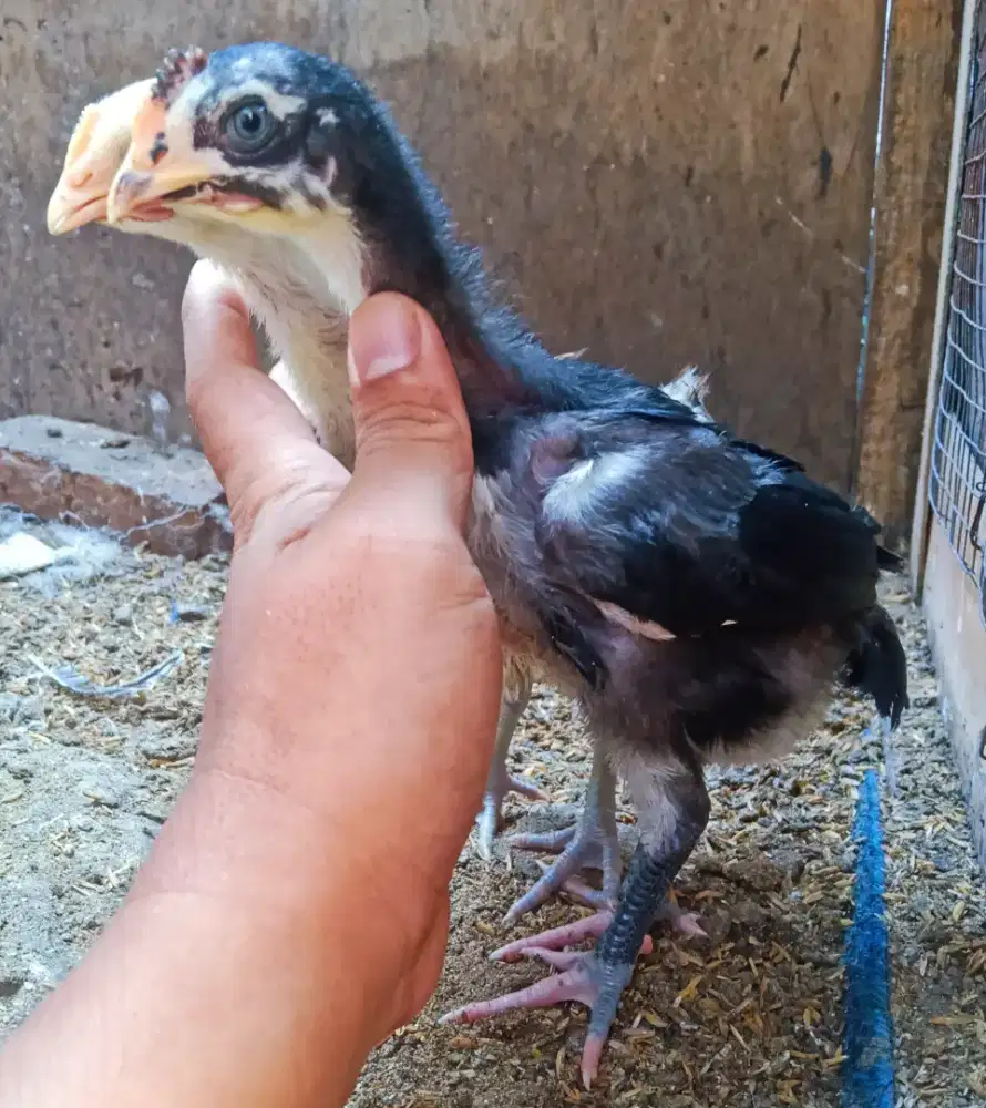 AYAM PELUNG SEPASANG