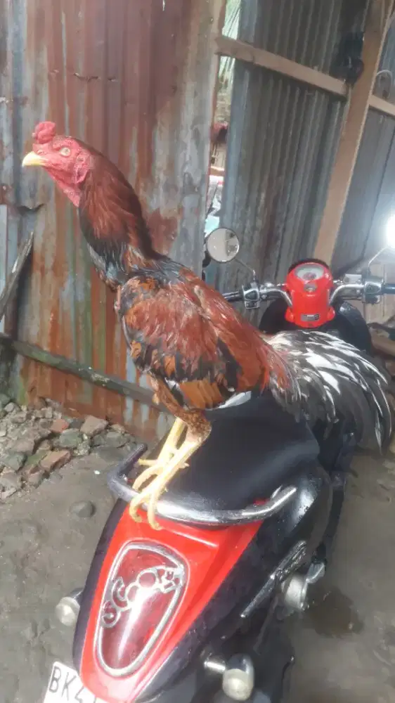 Ayam BK Gondang