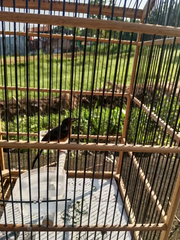 Trotol jantan trah ekor panjang