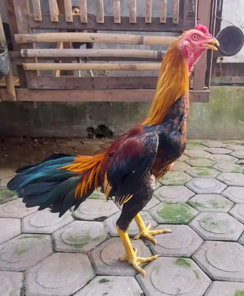 Rawarontek - Ayam Muda