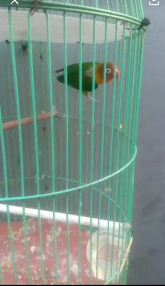 Lovebird Josan Mapan