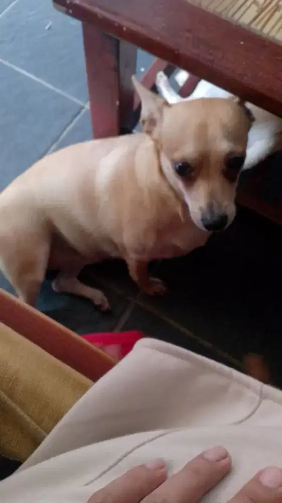 Open adop anak Ciwawa mix