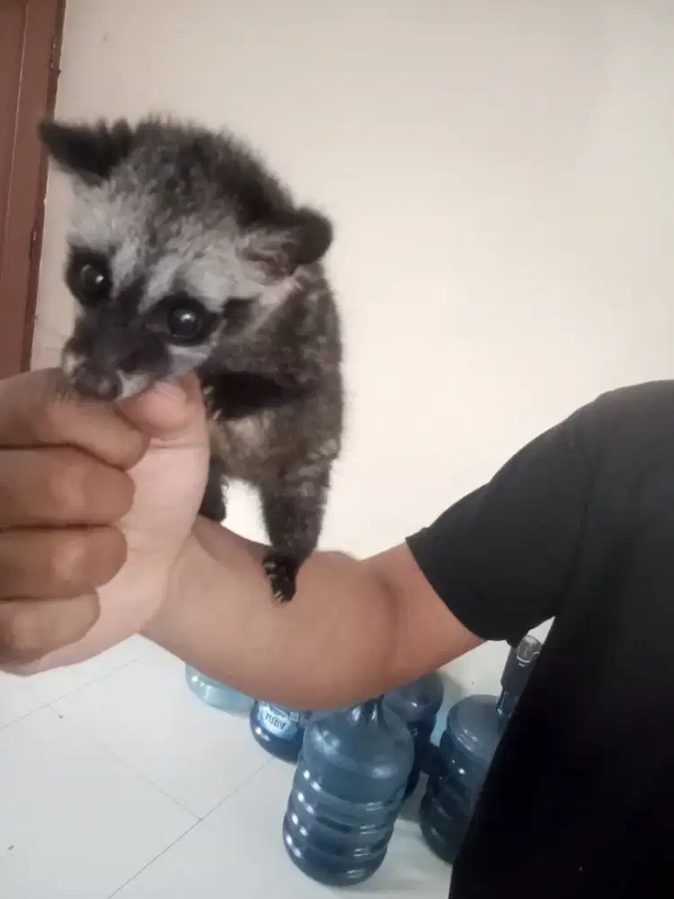 Baby Musang Pandan