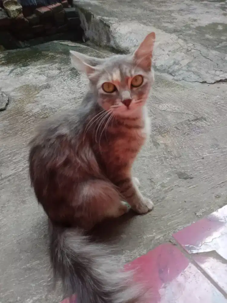 LEPAS ADOPSI KUCING PERSIA LOKAL+3 BABY PERSIA LOKAL