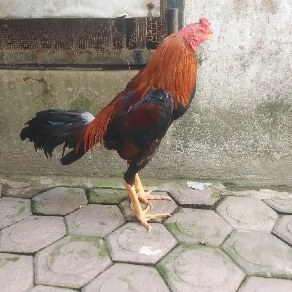 GaRi Jalus - Ayam Muda