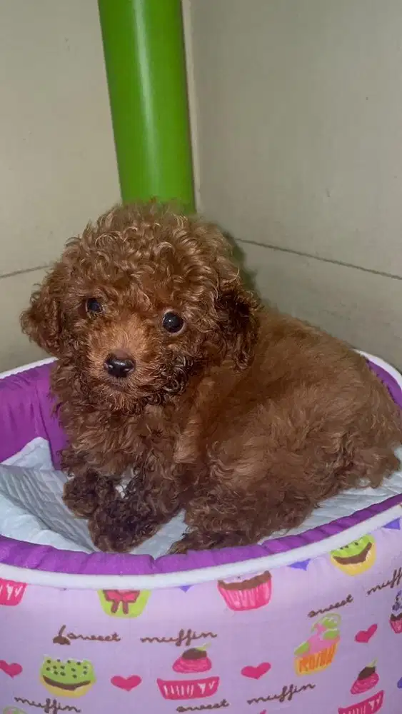 Poodle tea cup , stambum