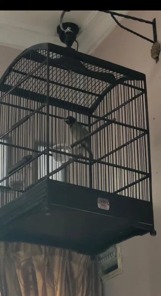 Burung Samyong Fullset