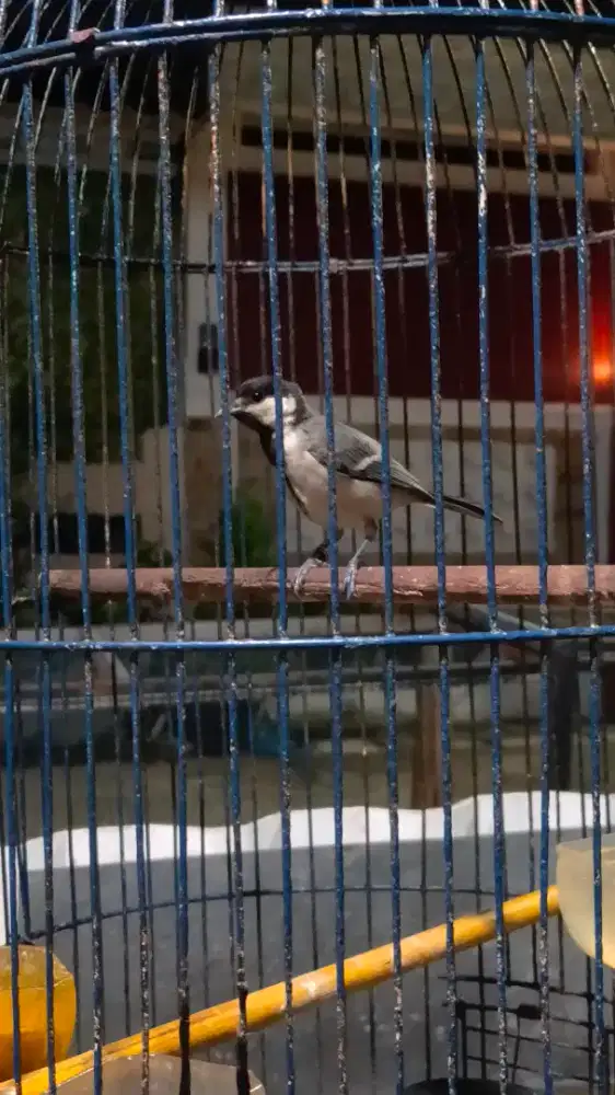 Burung gelatik batu ring muda rajin