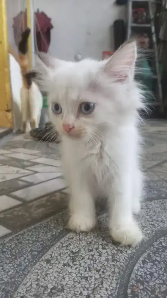 Kucing persia himalayan