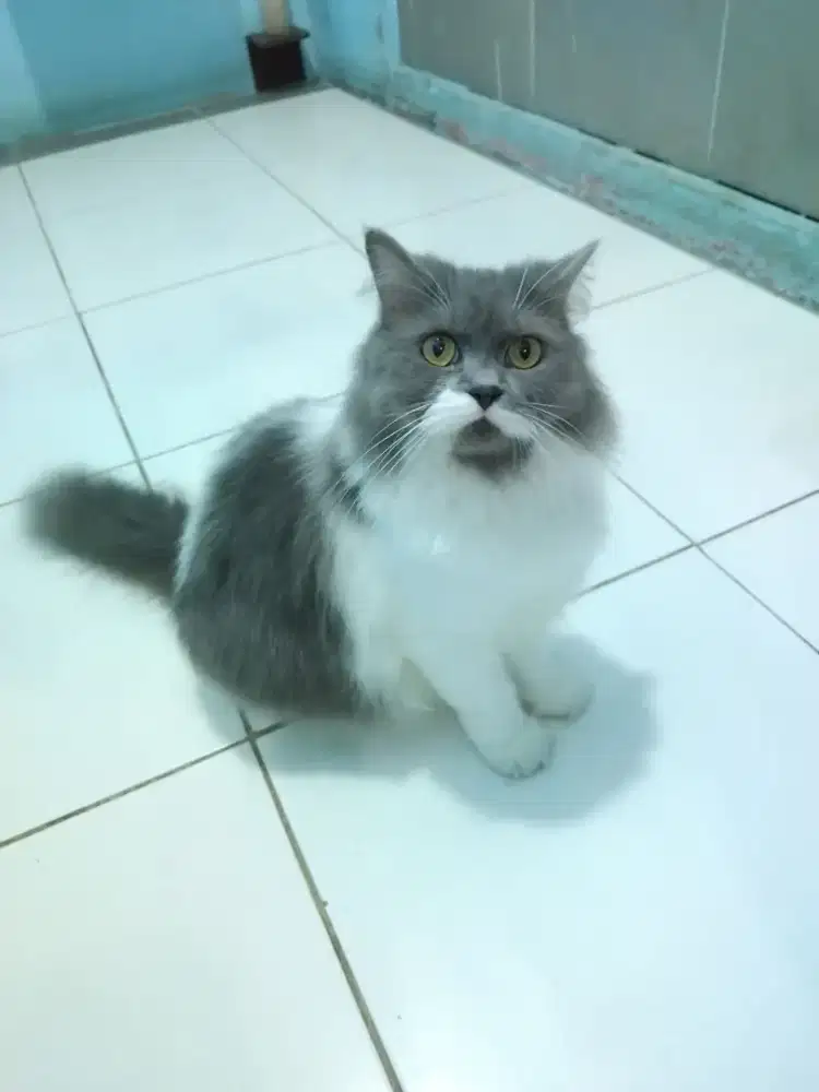 Persia bigbone flatnose