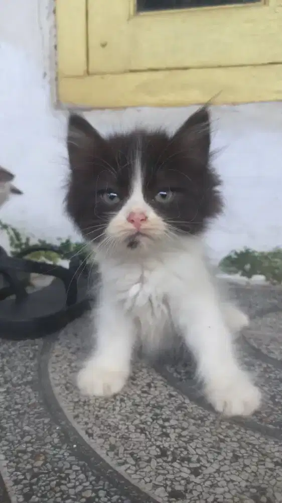 Kitten persia 2.5bulan