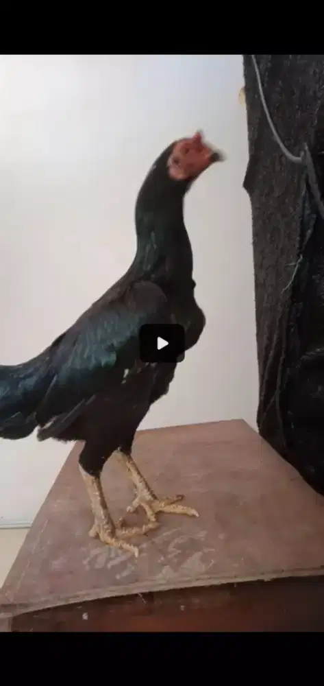 Biang bk-mangon. Berjalu/taji