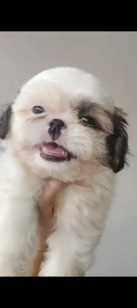 mini shihtzu jantan kosongan
