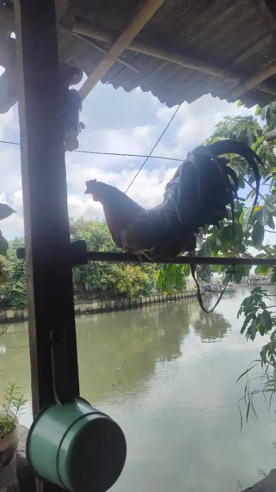 Ayam jago kekok dewasa