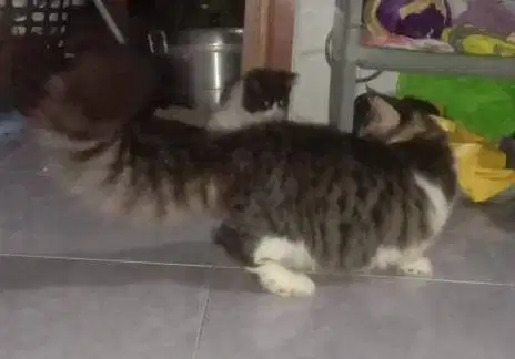 Kucing Munchkin Jantan Tangguh