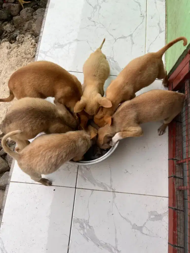 Anak anjing kampung