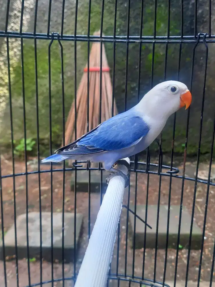Lovebird Biola Vio Split PF kepala Putih bersih