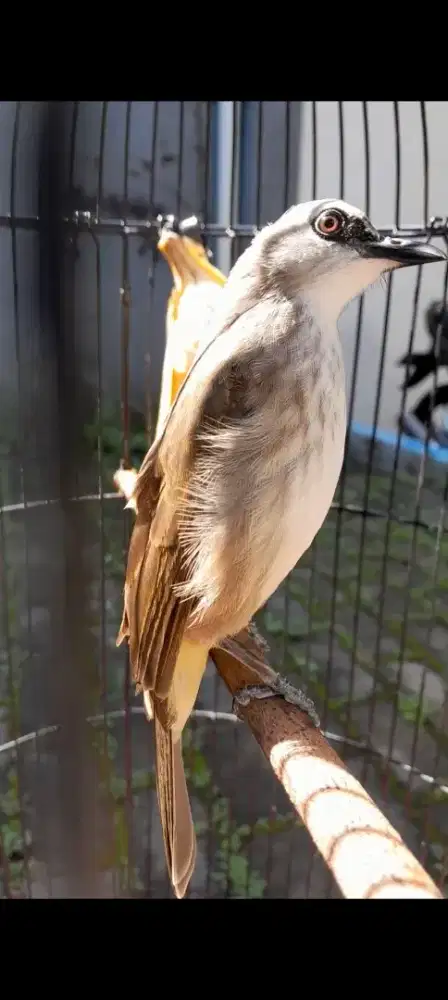 BURUNG CRUKCUK GACOR ROPEL BODY GEDE