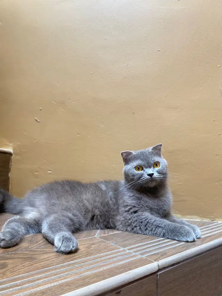 BSH Scottish Fold  , SINGLE FOLD  13 bulan (JANTAN)