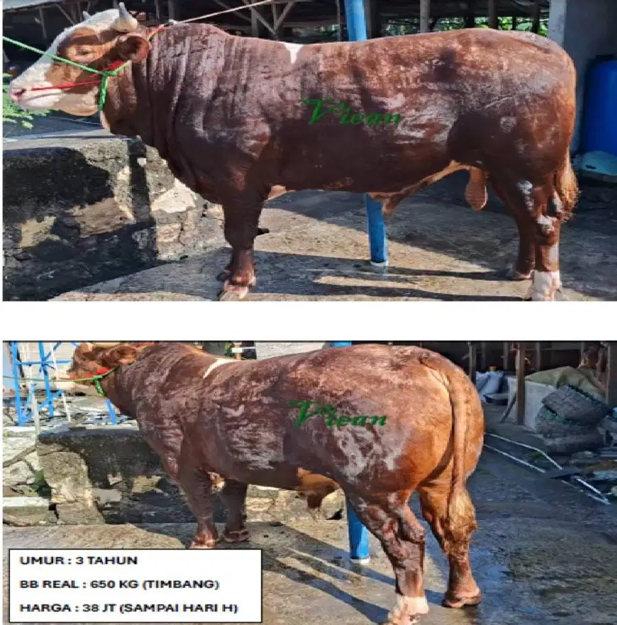 Sapi Kurban Berkualitas dan Murah