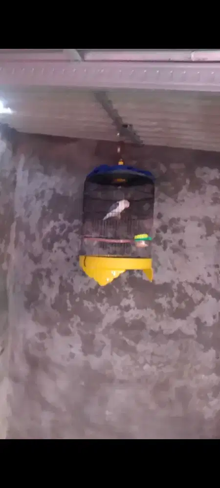 Burung biola vio fighter jantan burung aja