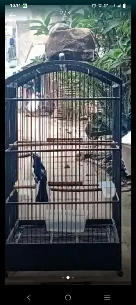 Jual kacer dada putih