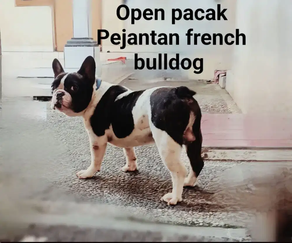 Pejantan french bulldog