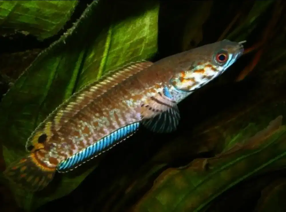 IKAN CHANA BLEHERI 5-7 CM