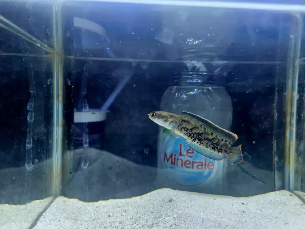 Channa Stewarti high fin rasa barca realpict