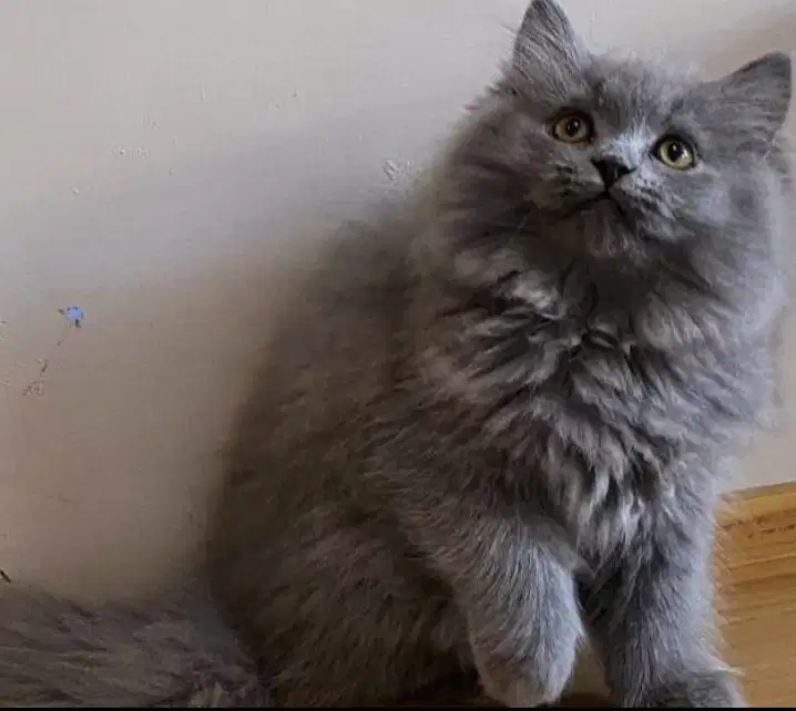 Kucing kitten British longhair Pure Jantan